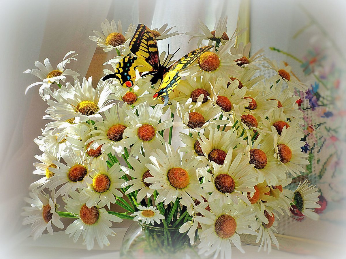 Букет ромашек для любимой