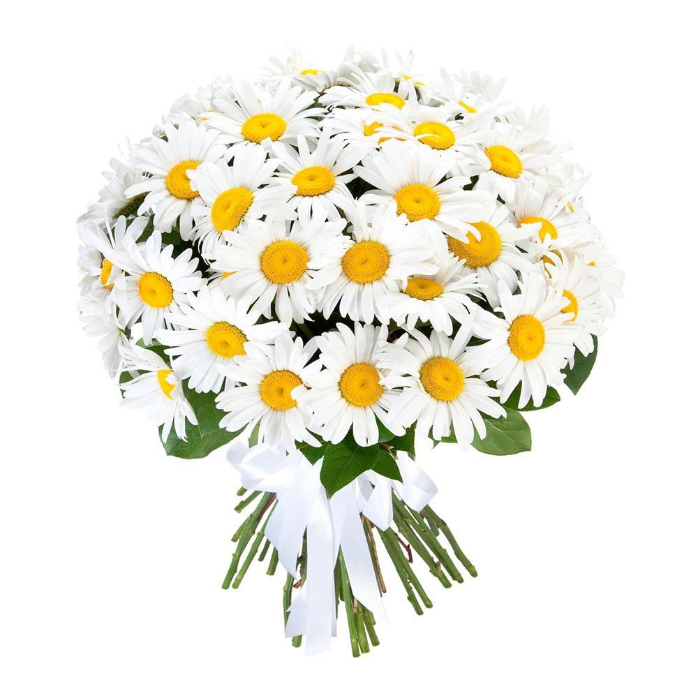 Букет ромашек на прозрачном фоне