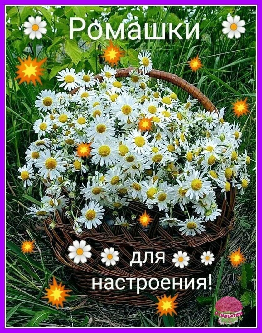 Открытки с ромашками