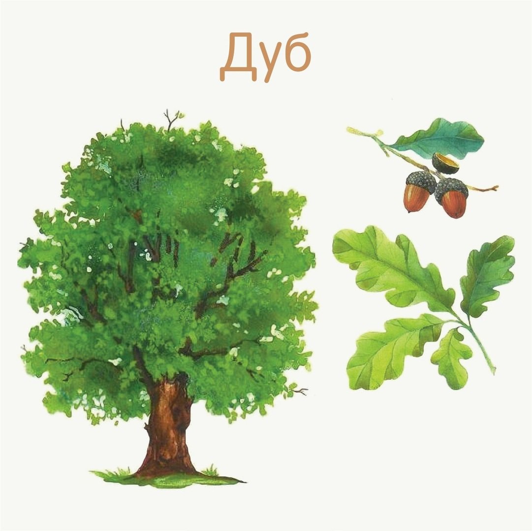 Карточки с изображением деревьев