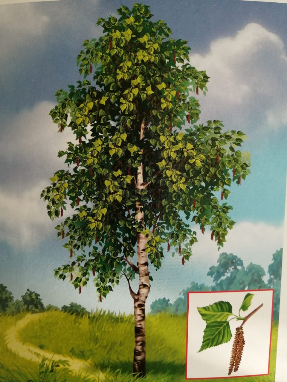 Береза символ России