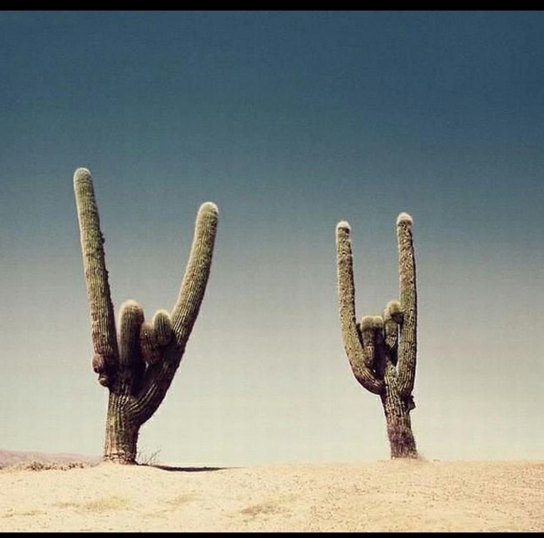 Кактус в пустыне