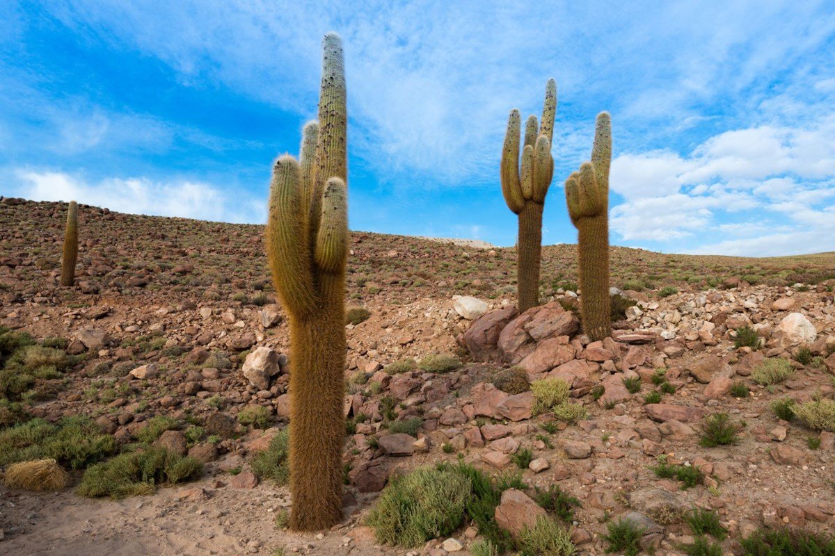 Пустыня Атакама кактусы