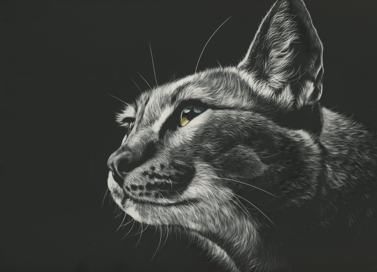 Кошка рисунок