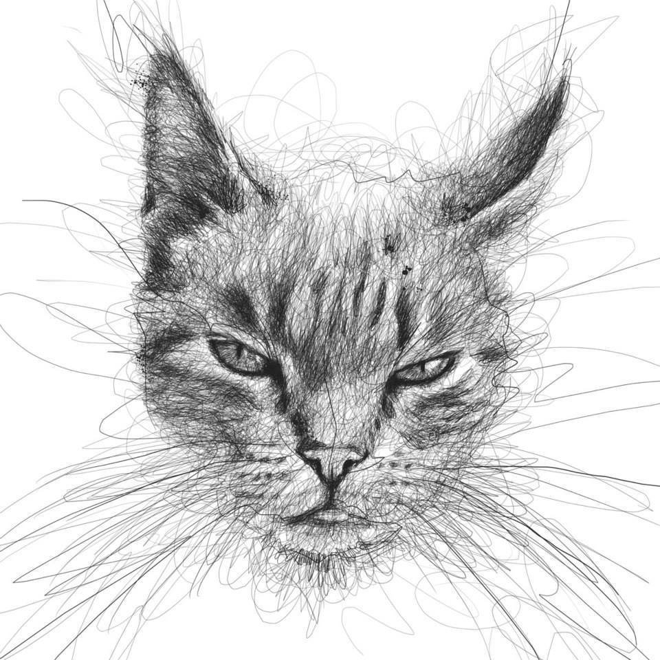 Черный кот с полумесяцем на лбу