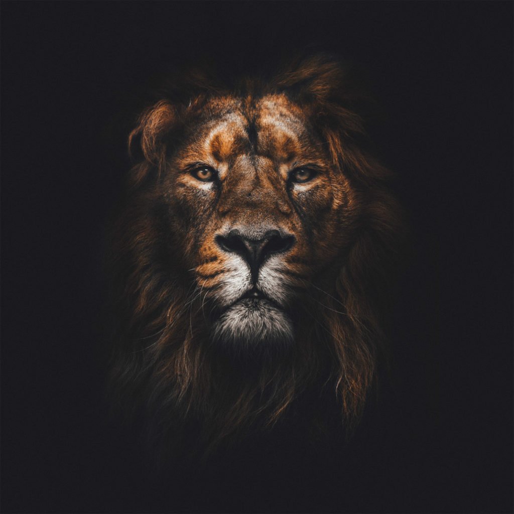 Лев на черном фоне