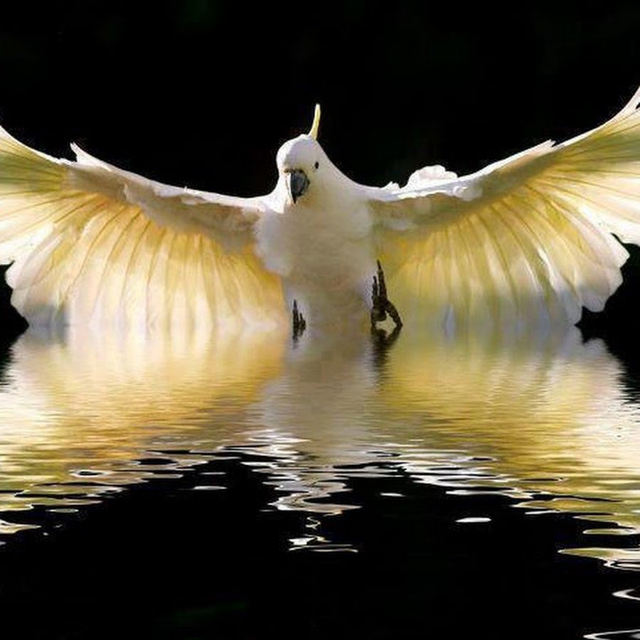 Island Soul птица мира