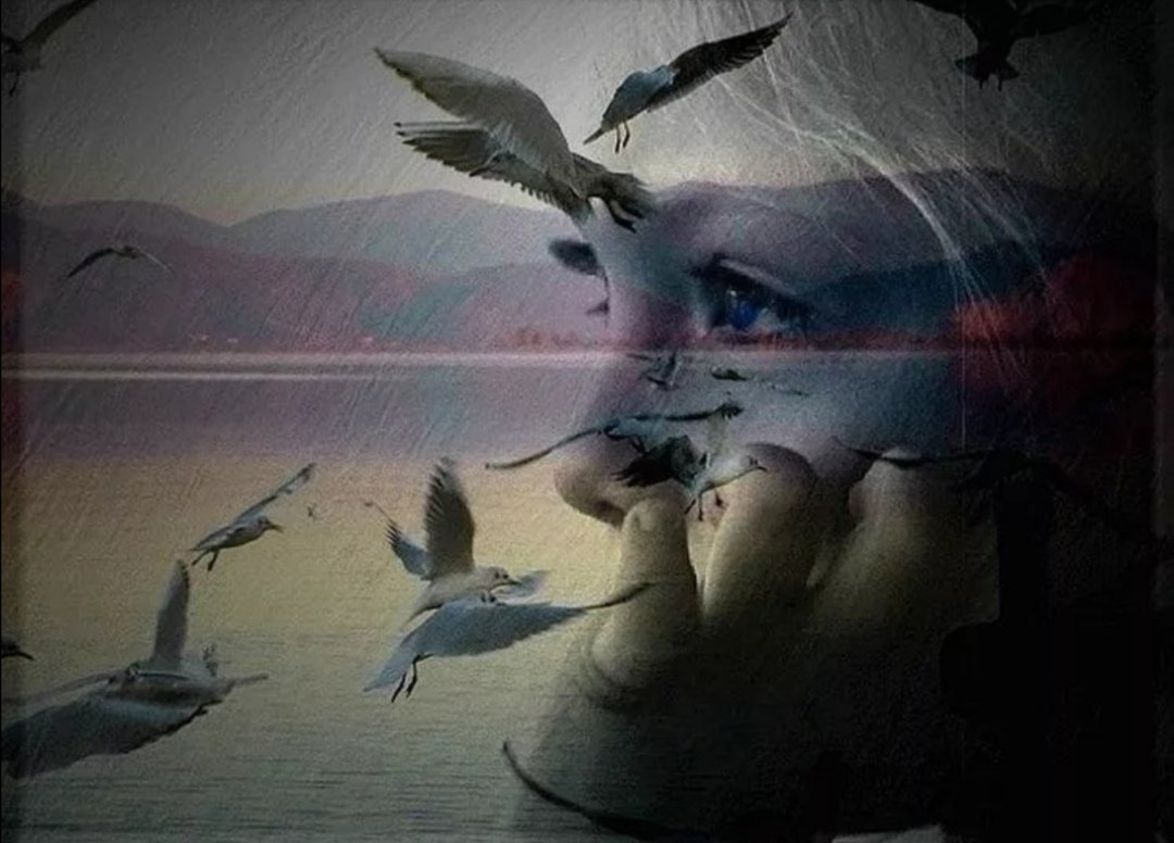 Птица ракурс