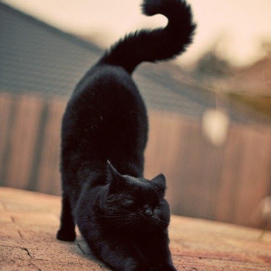 Милые котики в чашке