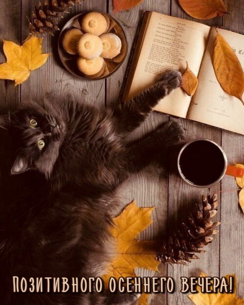 Эстетика кошек утром