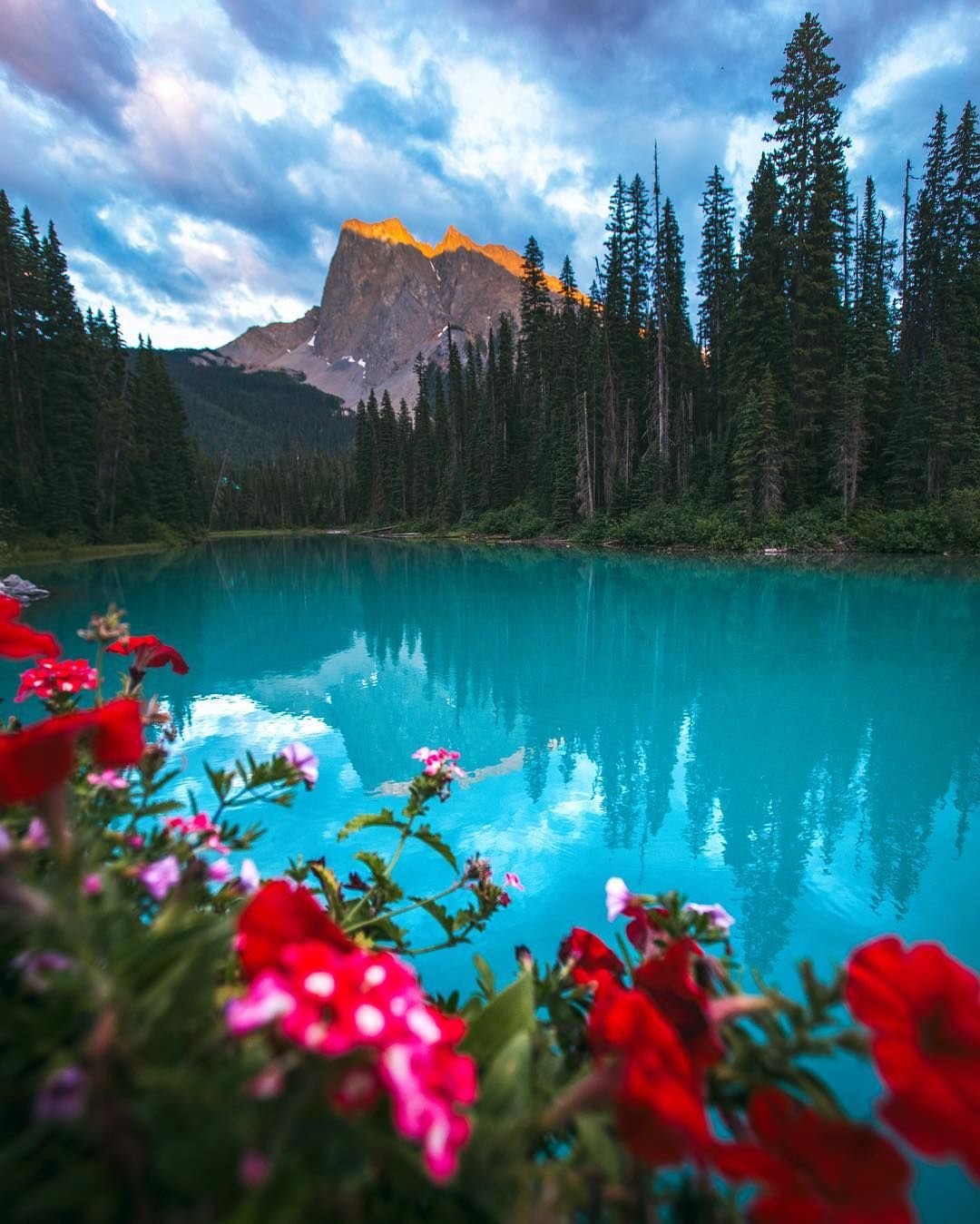 Национальный парк Банф растительность