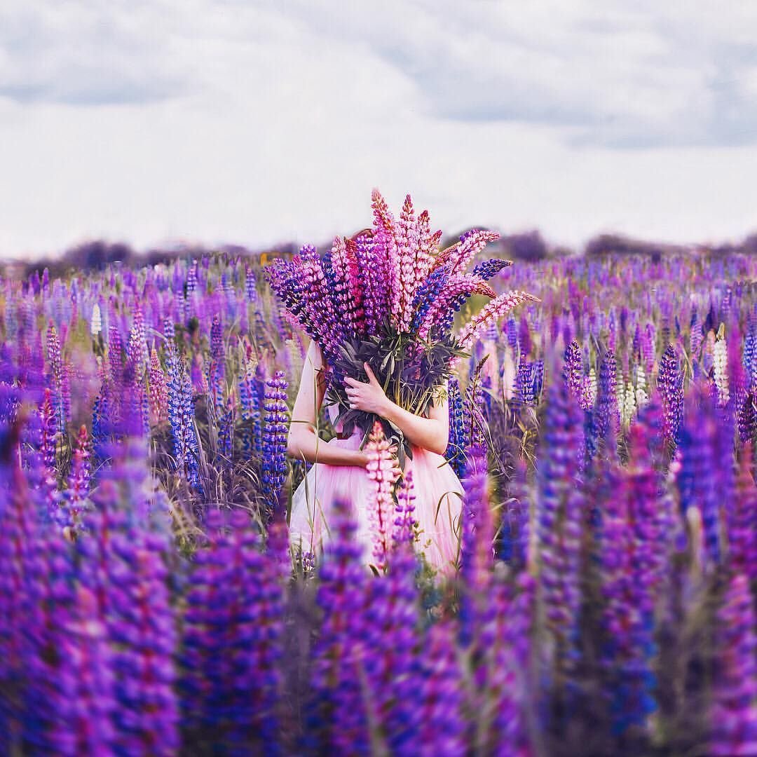 Кристина Макеева люпины