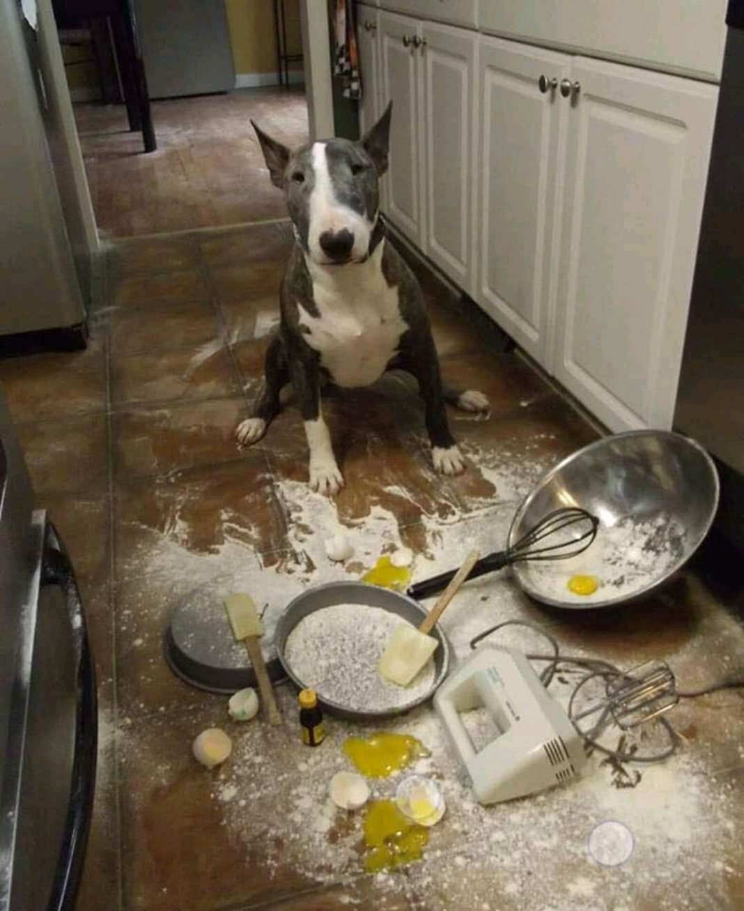 Смешные животные на кухне