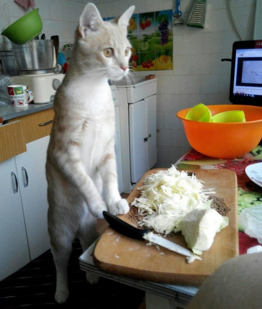 Смешные кошки на кухне