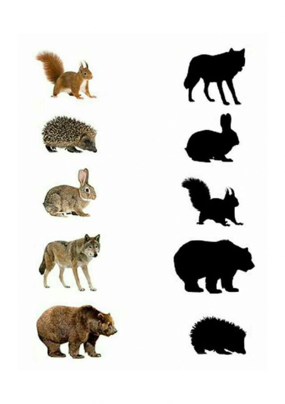 Чья тень домашние животные