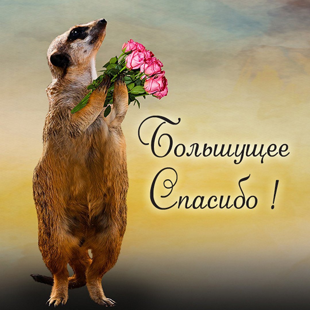 Благодарю гиф