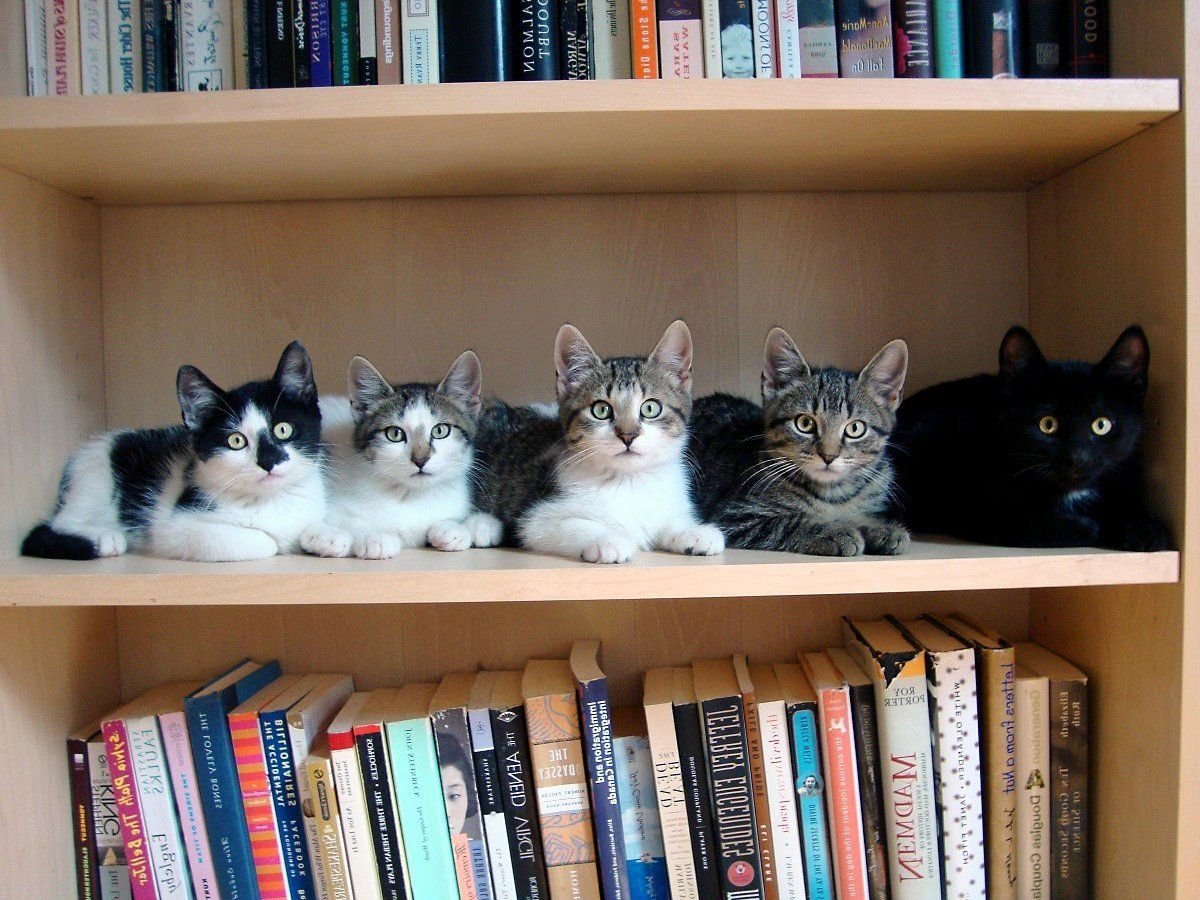 Кот в библиотеке