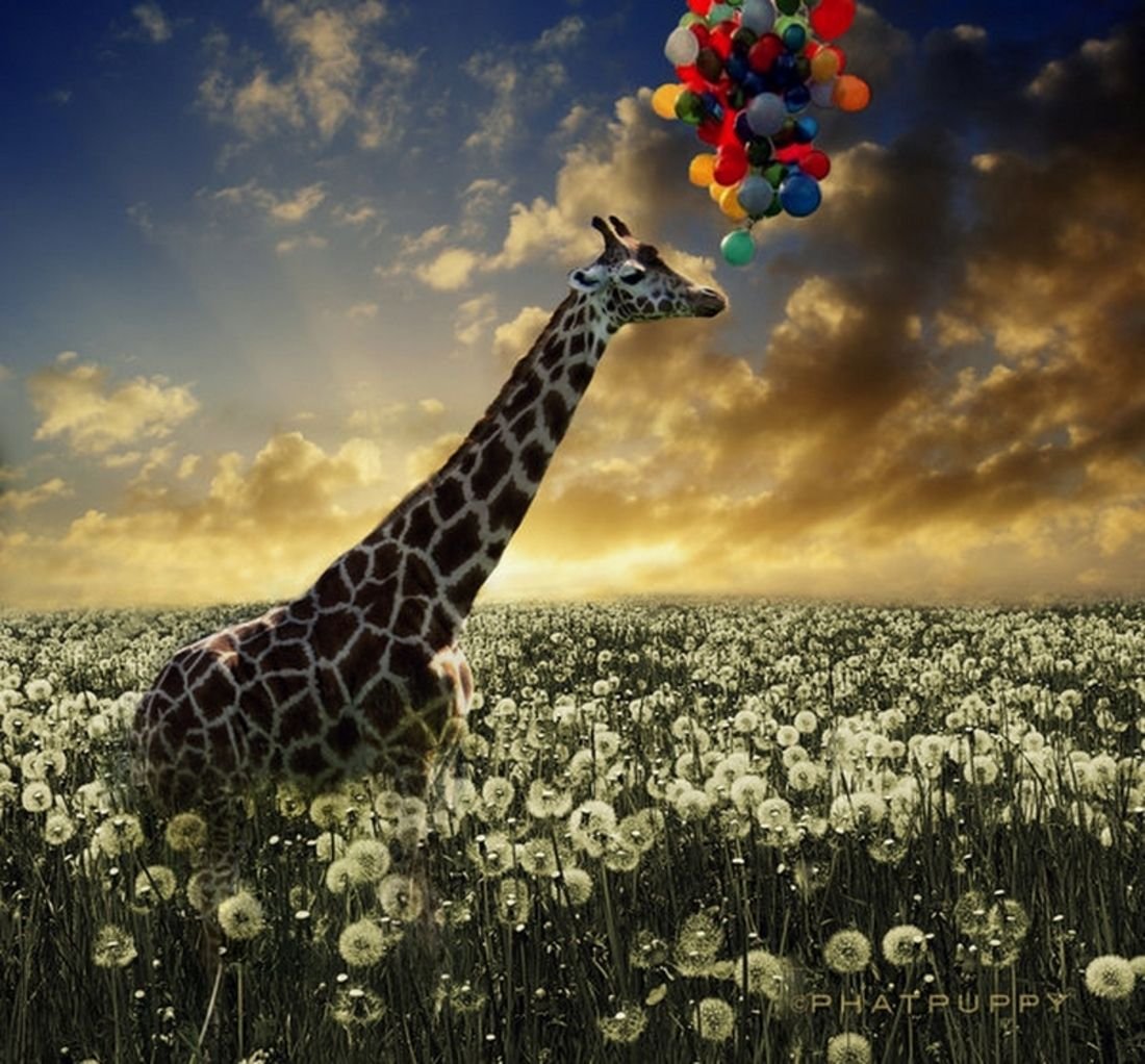 С днем рождения с жирафами