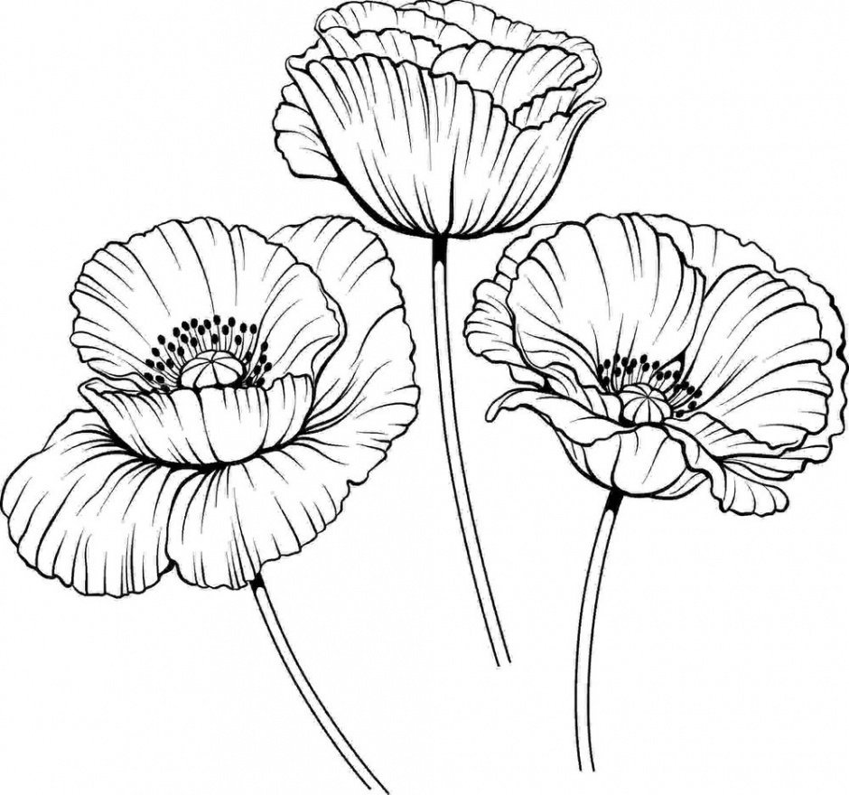 Мак цветок черно белый