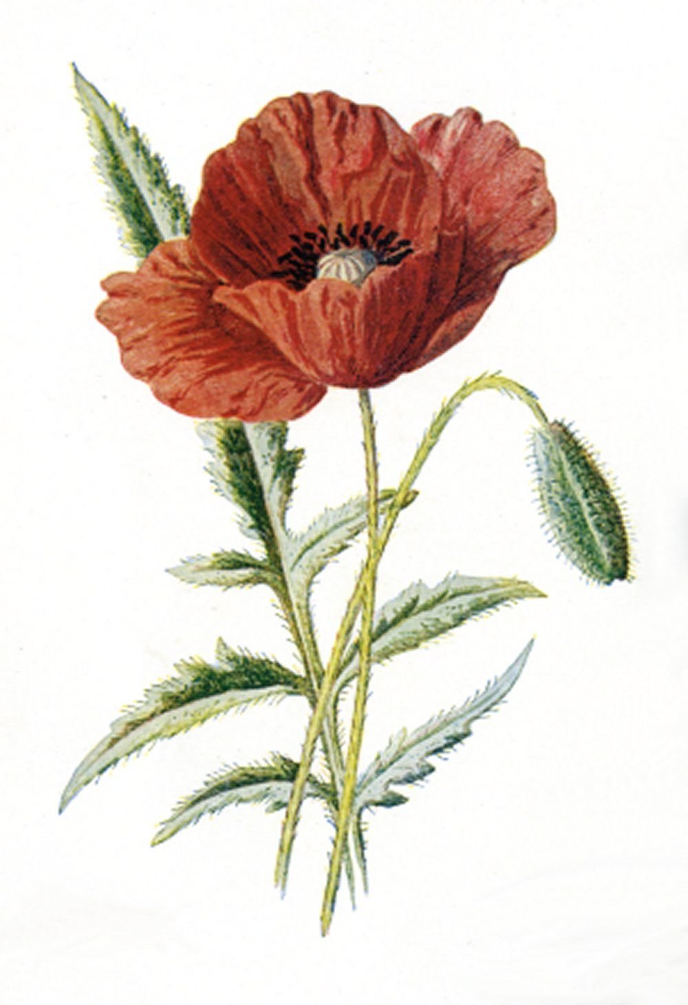 Мак снотворный Фармакогнозия