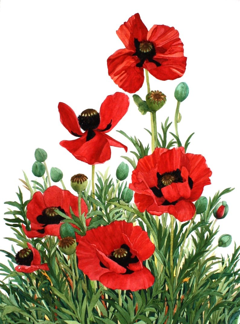 Мак иллюстрация