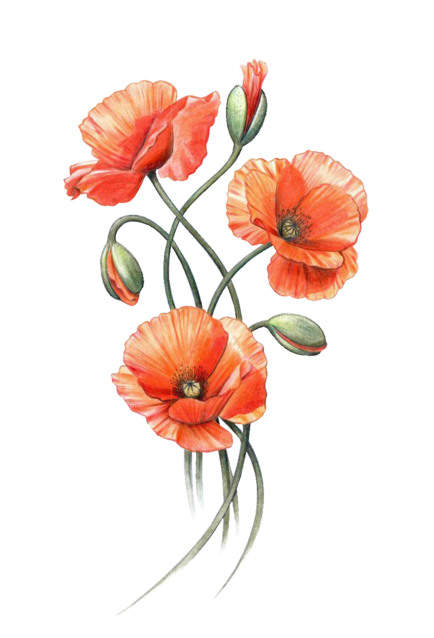 Мак рисунок