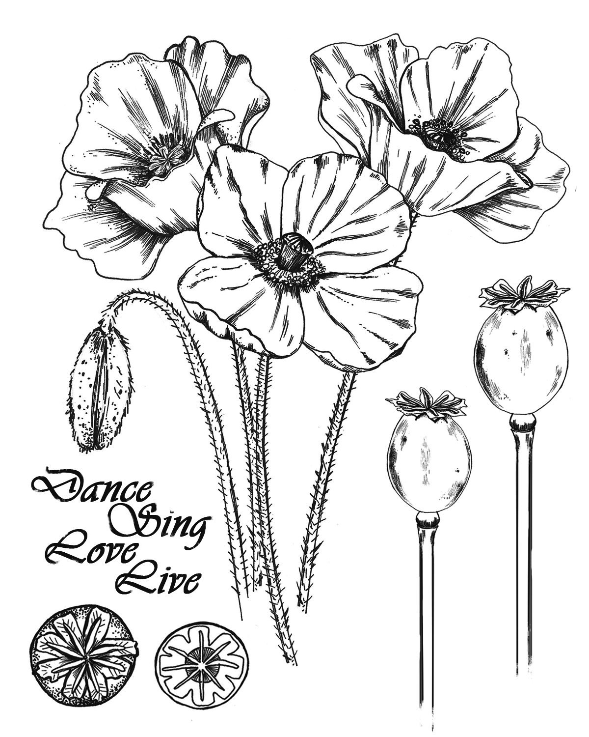 Рисунки маков карандашом