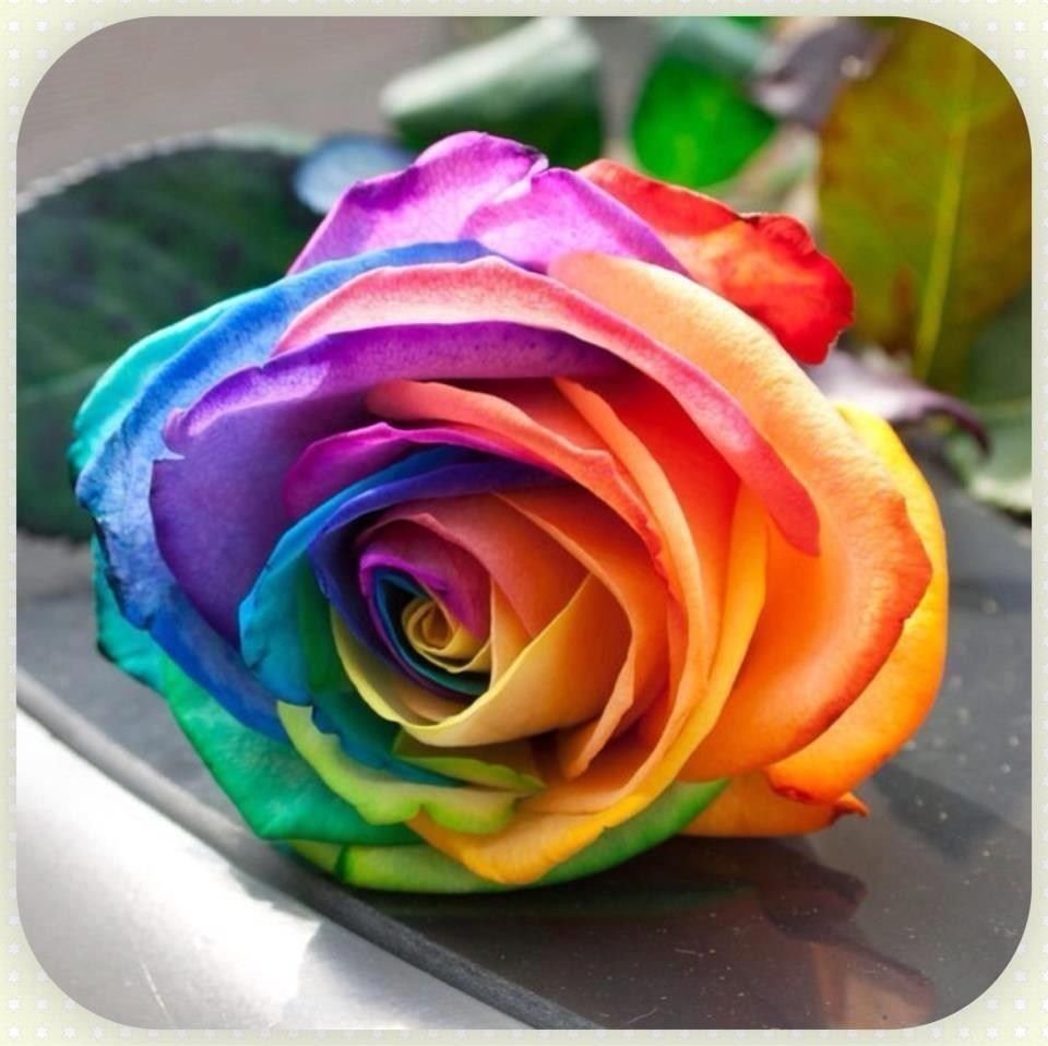 Разноцветные радужные розы