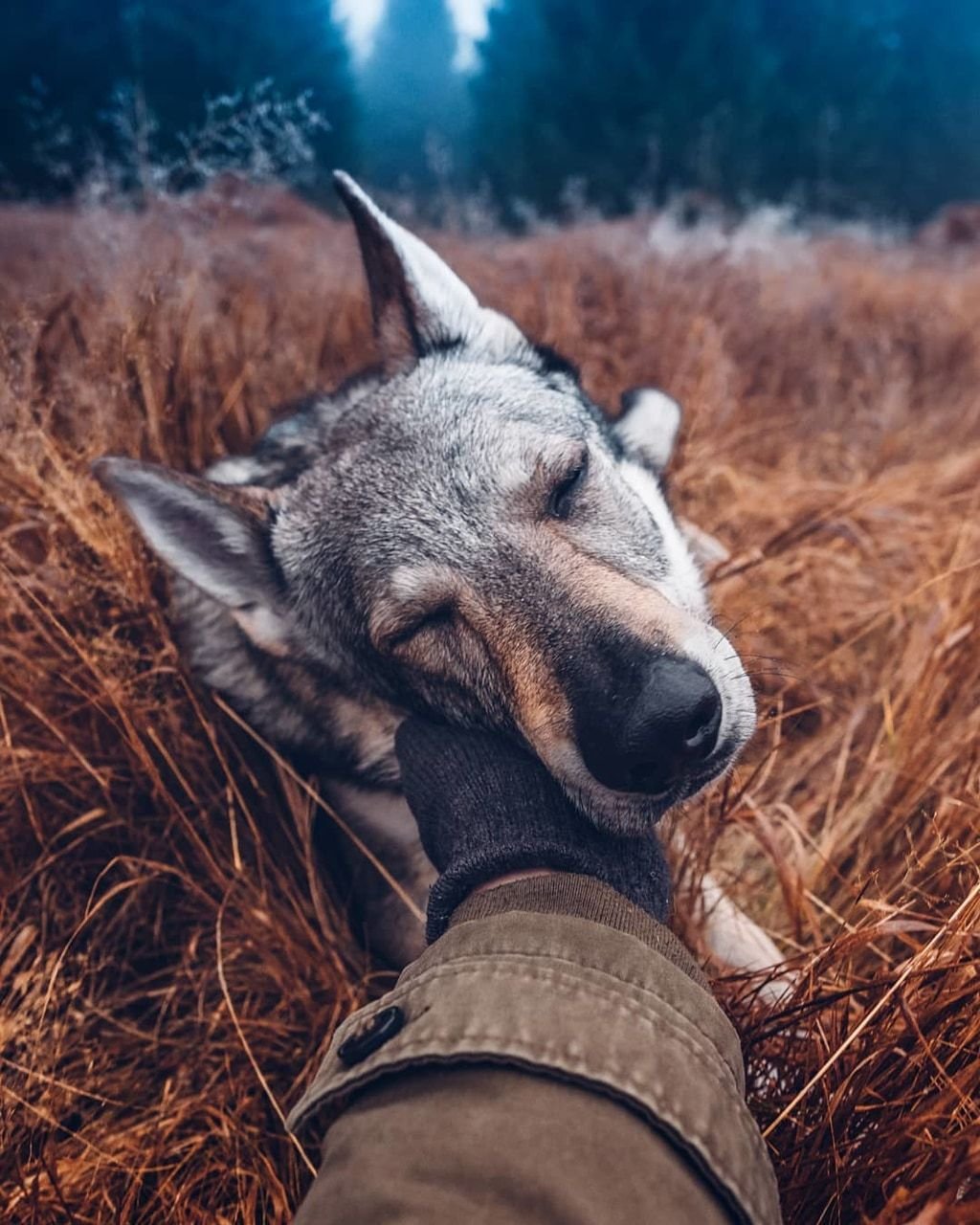 Крутые фотосессии с собаками