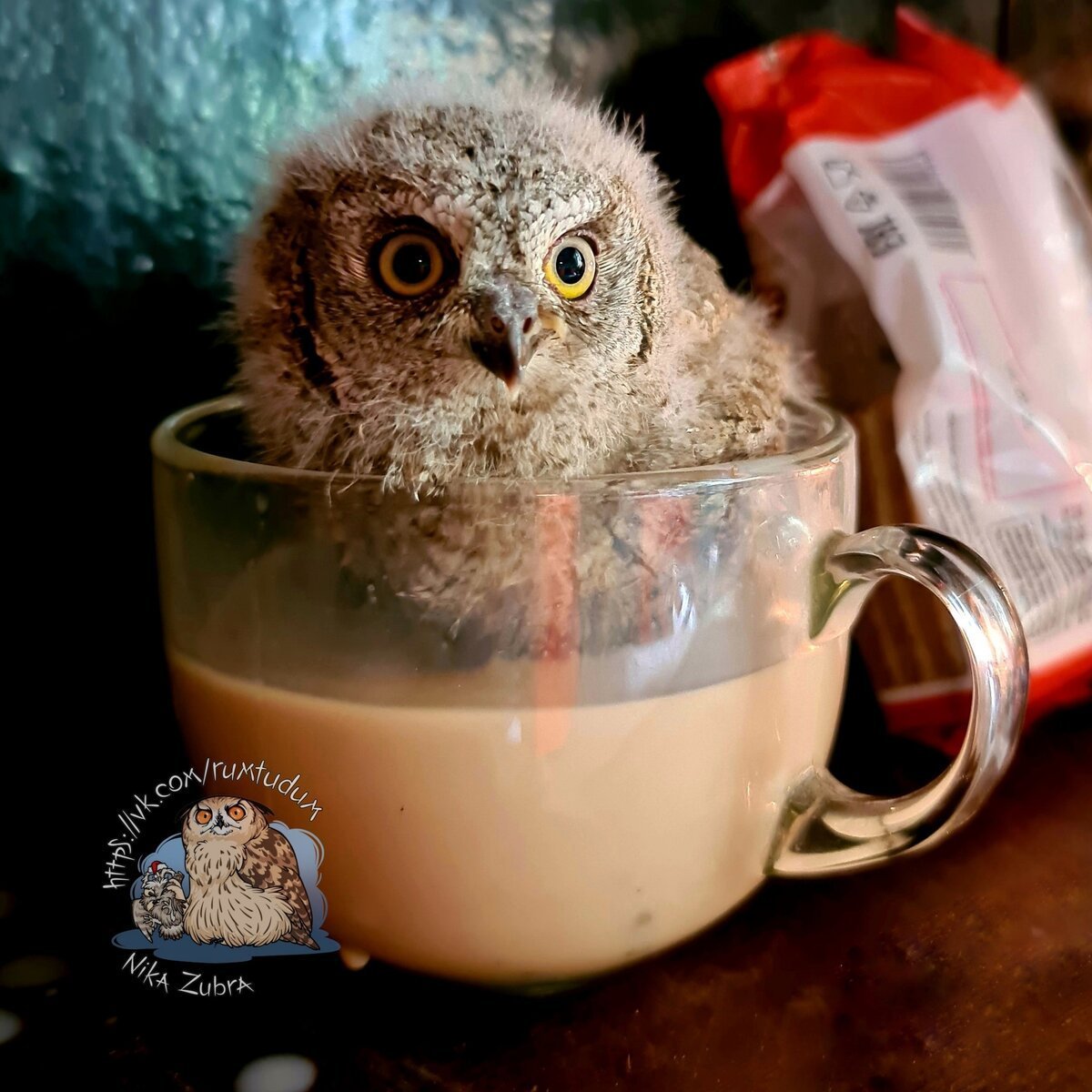 Совенок с кофе