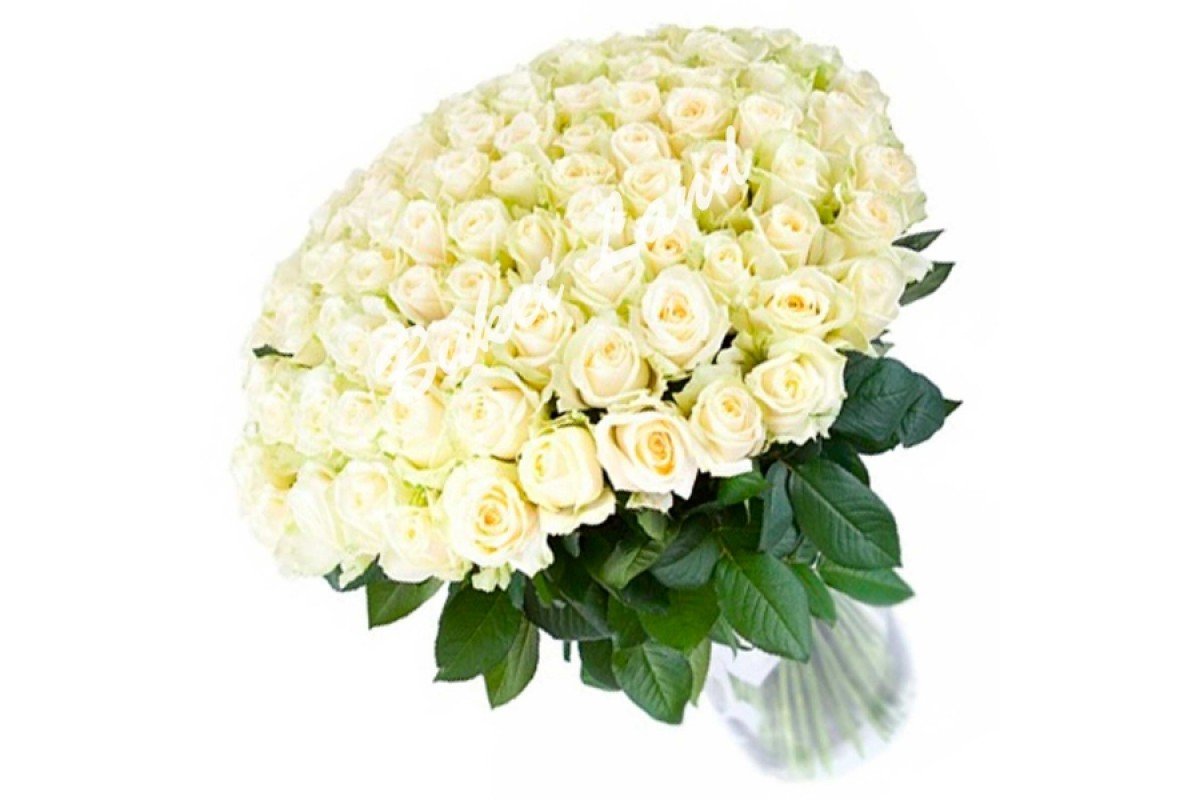 101 Белая роза "Мондиаль"