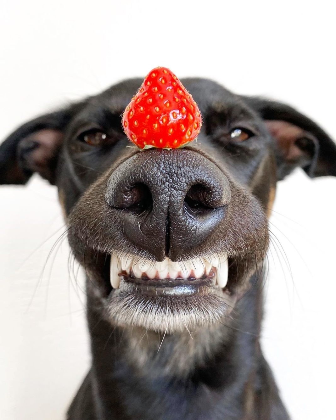 Собака с сосиской на носу