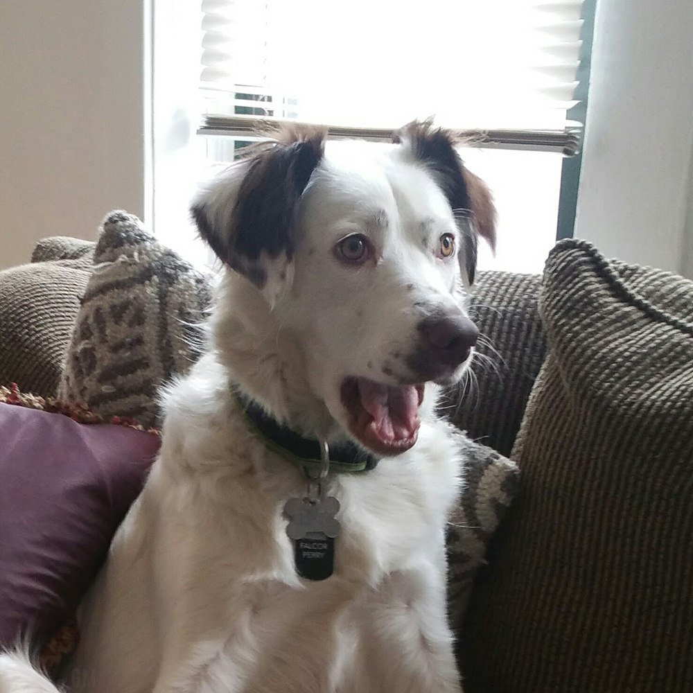 Собака удивляется