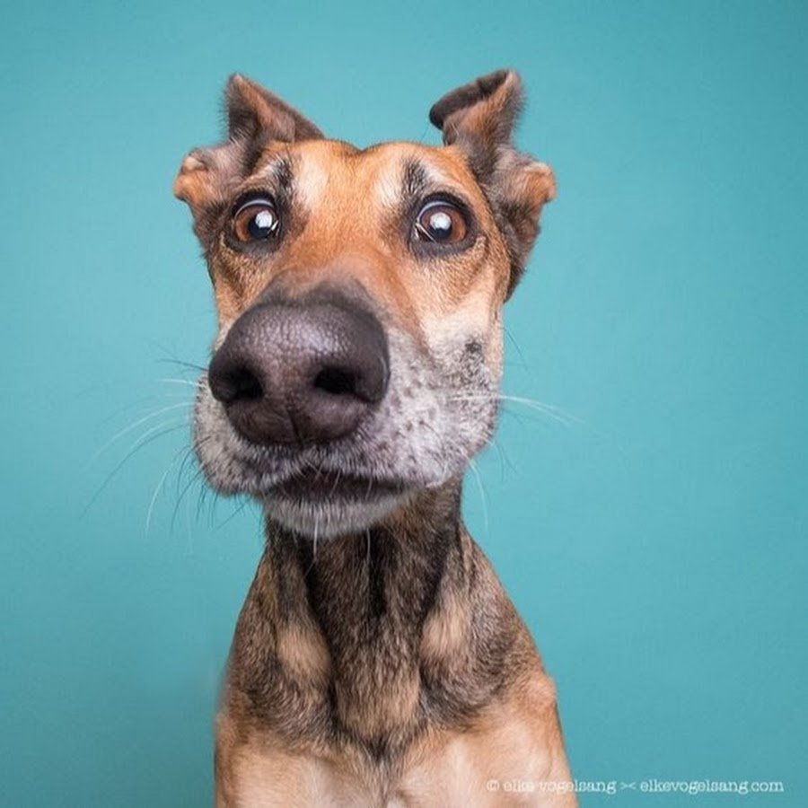 Пёс удивление