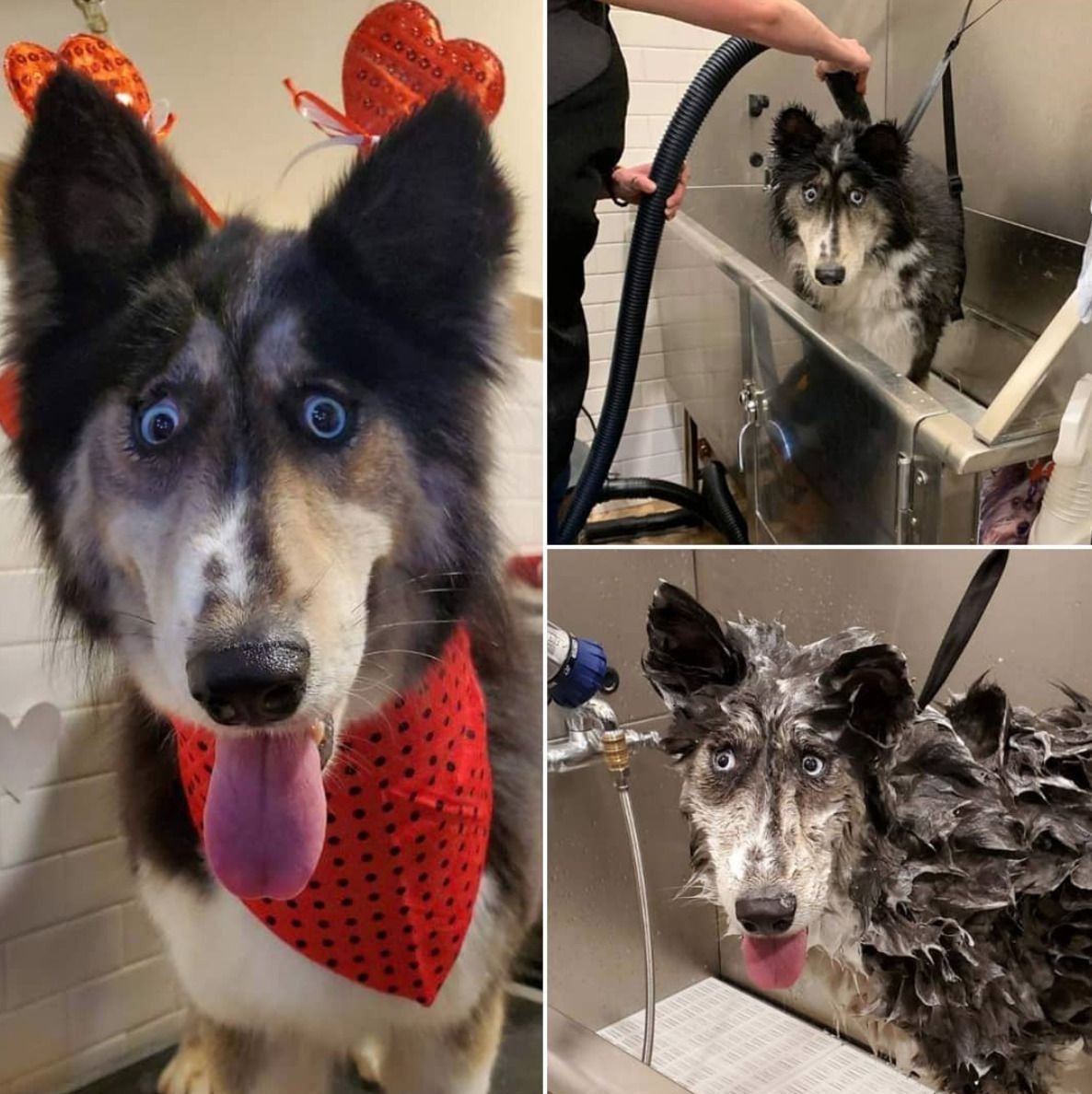 Хаски Джубили