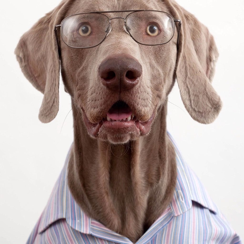 Смешная морда