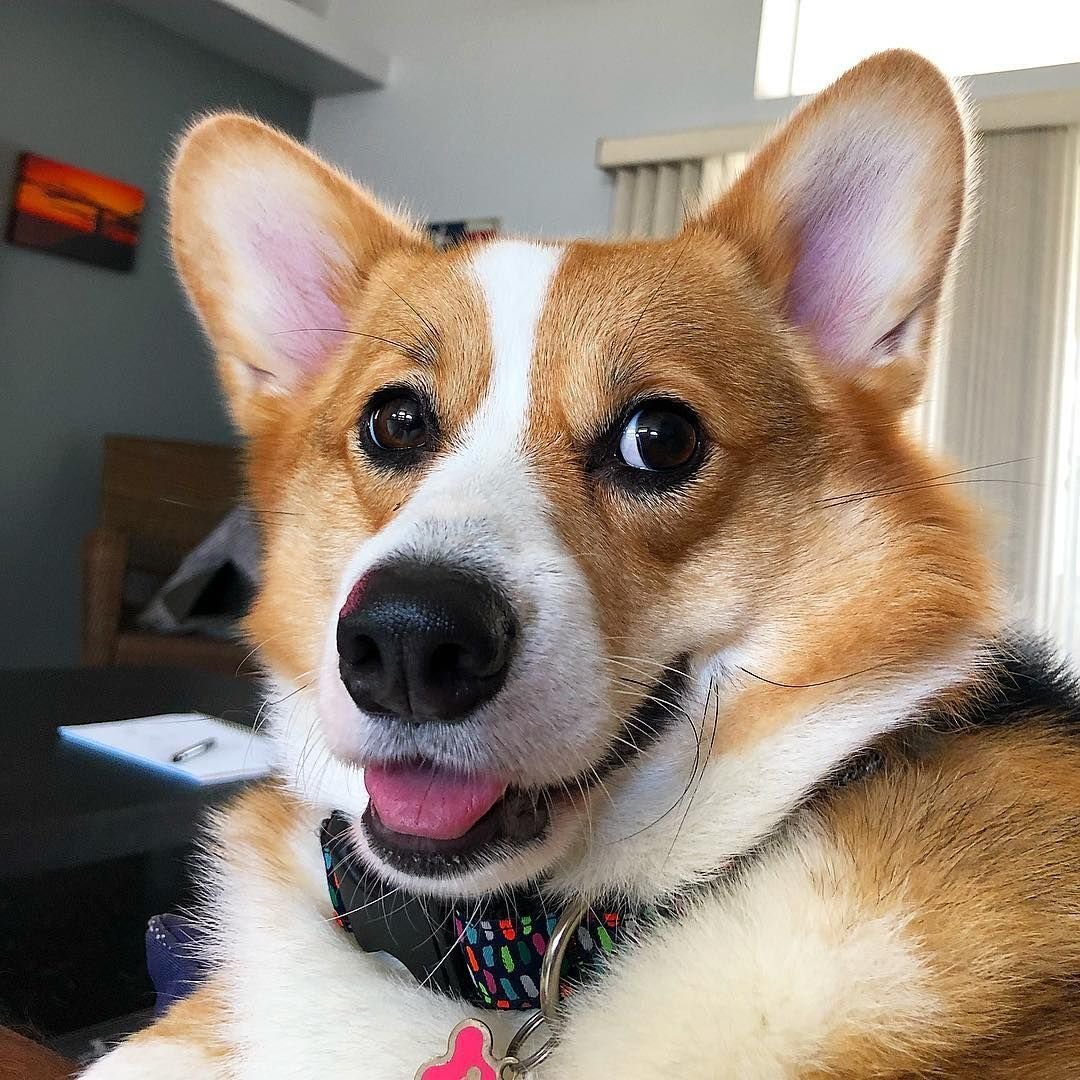 Смешные рожи собак