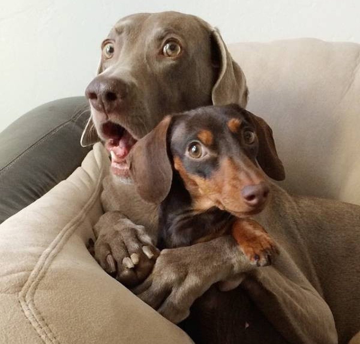 Удивленная собака