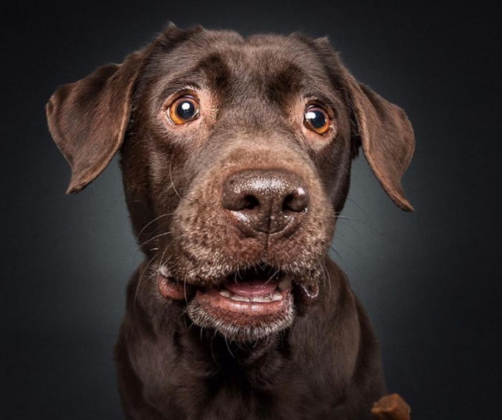 Собака удивляется