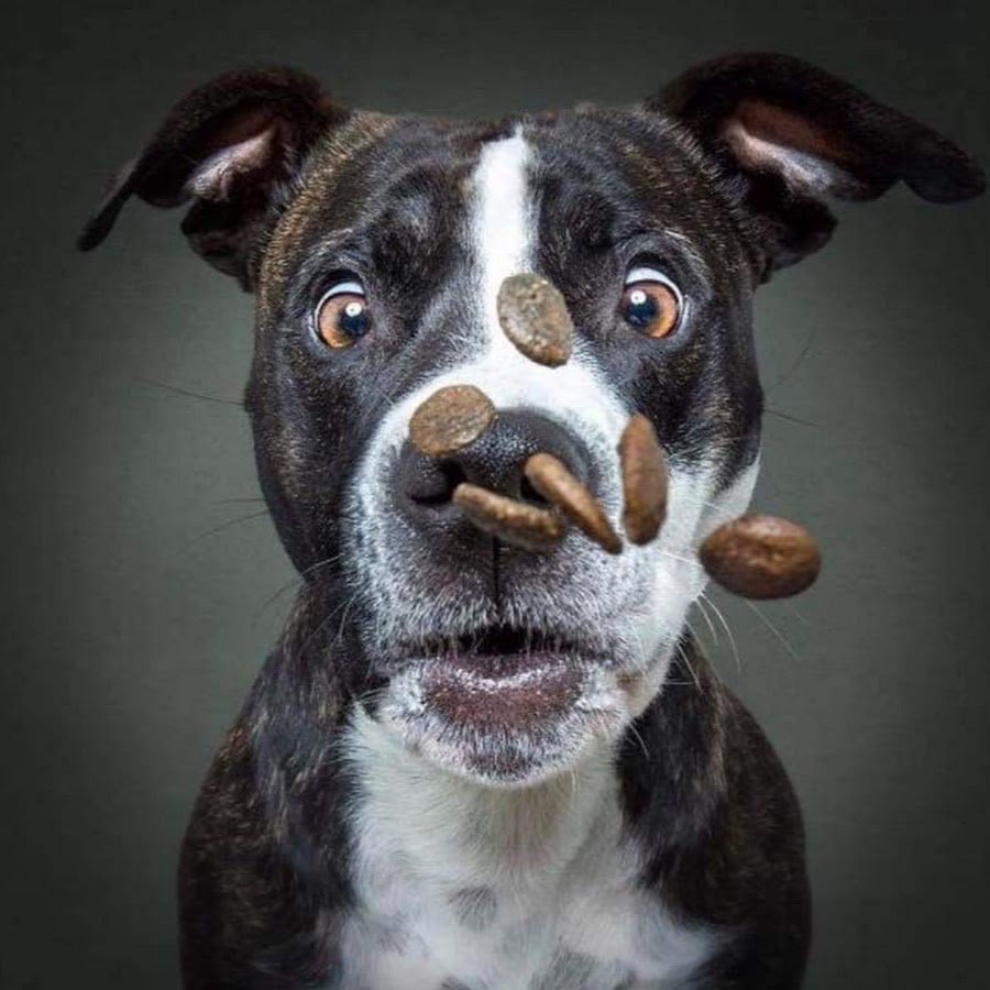 Собачка с выпученными глазами