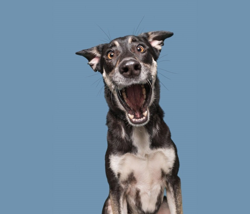 Elke Vogelsang собаки