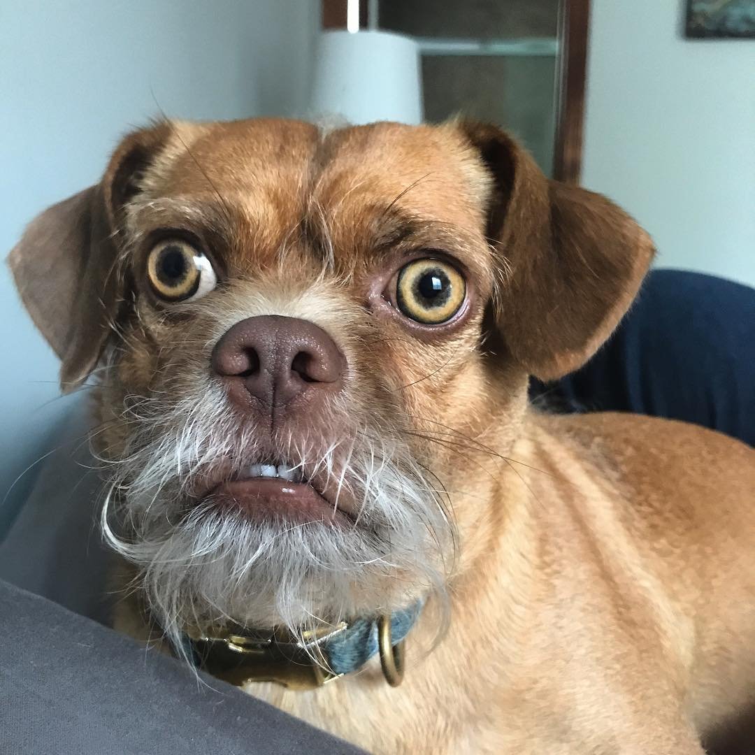 Салон для собак