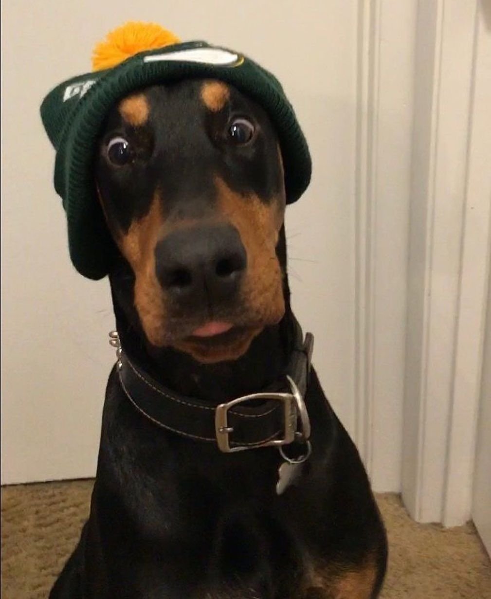 Удивленный щенок