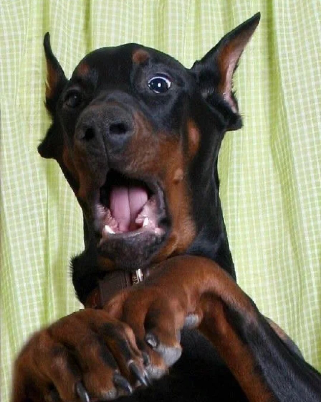 Удивленная собака