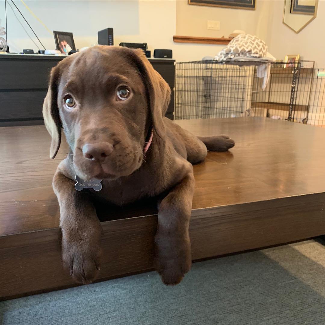 Эльке Фогельзанг