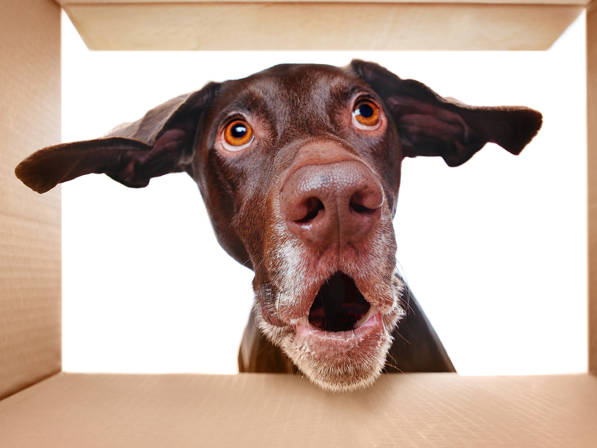 Собака удивляется