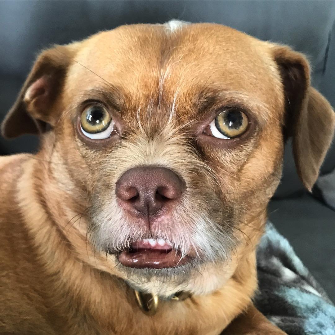 Собака удивляка хаски