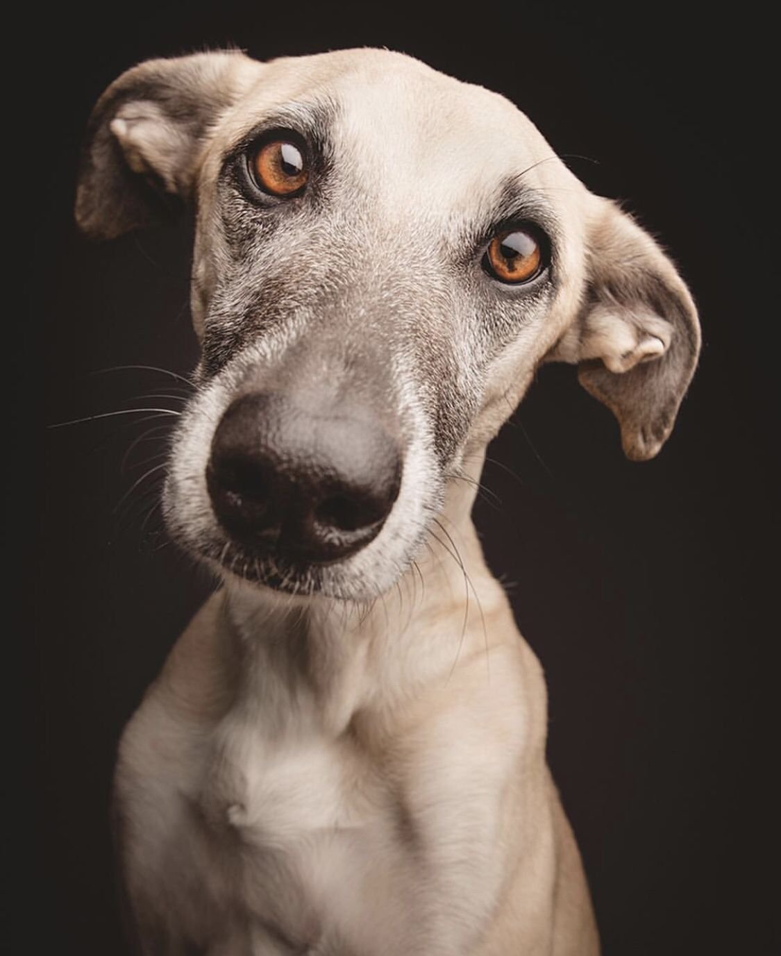 Щенок Инстаграмм