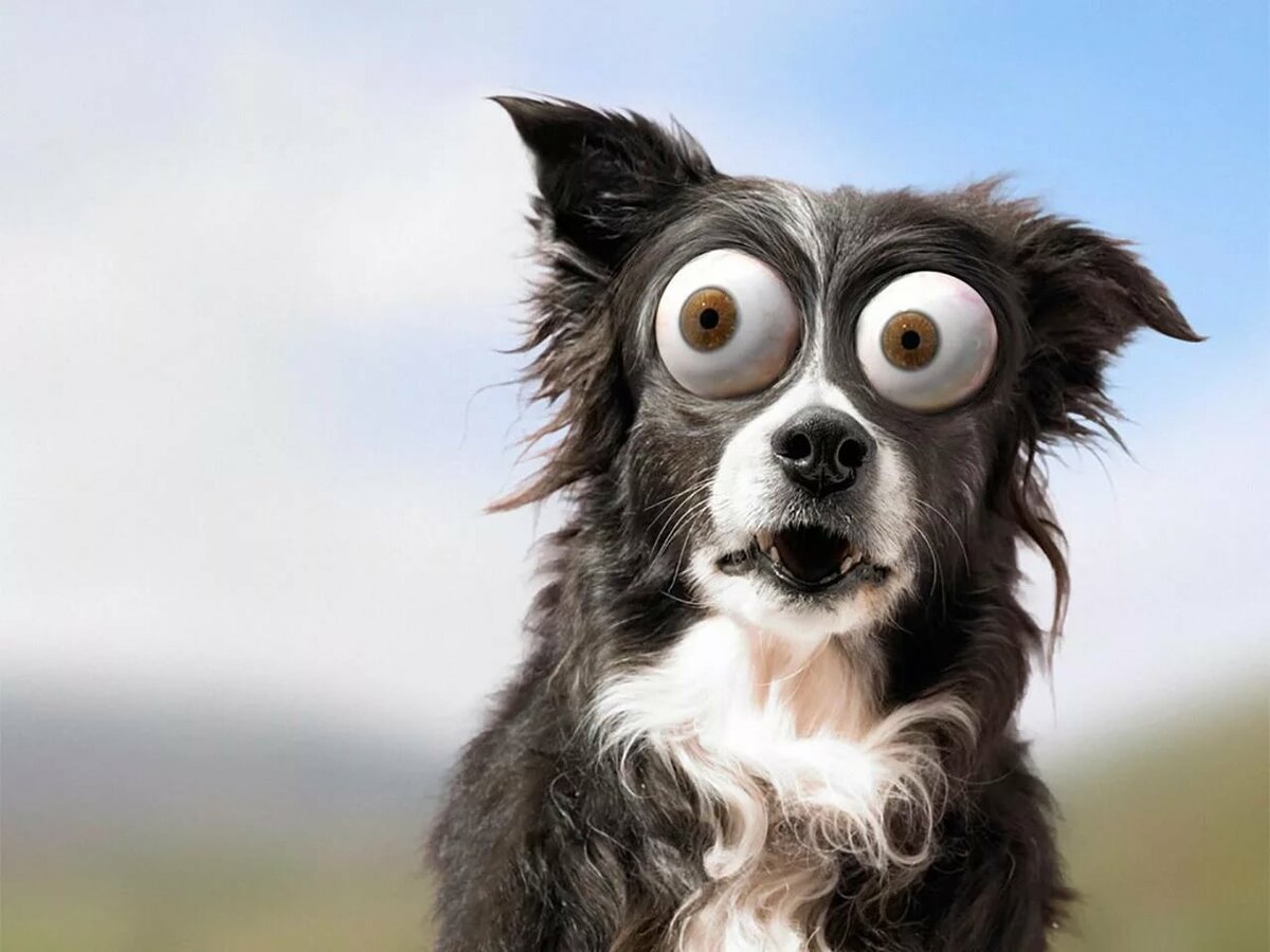 Креативные рисунки собак