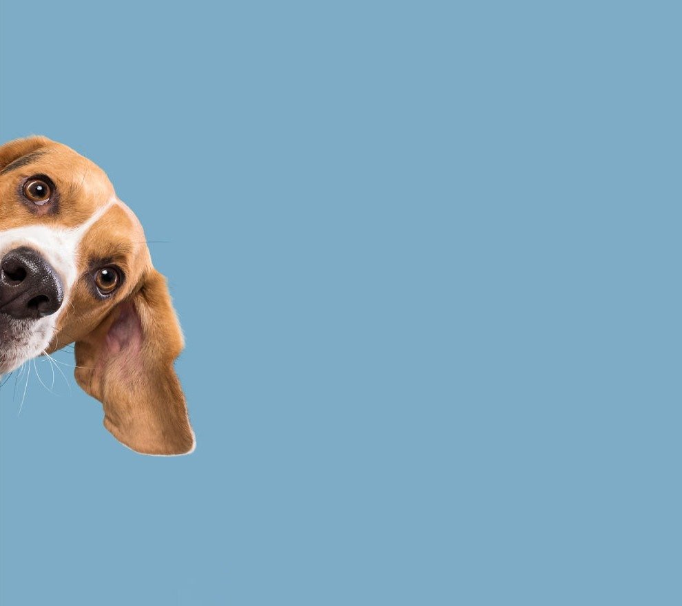 Собачка удивилась